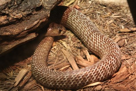 Indian Cobra Naja Naja Or The Indian Cobra Is A Species Of Flickr