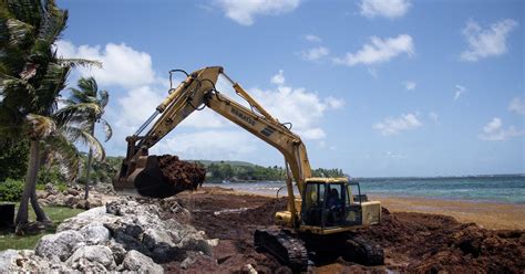 Aux Antilles l épineuse lutte contre le fléau des sargasses L Express