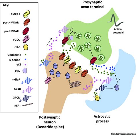 Roles Of Prenmdars In Synaptic Transmission And Plasticity Action