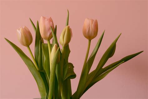 Tulip Wallpapers Wallpapers