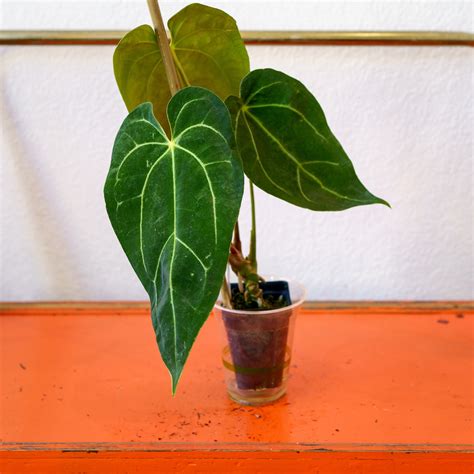 Anthurium - Magnificum x Ace of Spades 3” | Shop Honey Plant