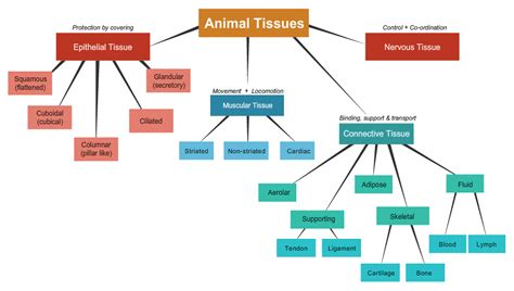 S19 Educators Science I Class 9 I Chapter 6 I Tissues