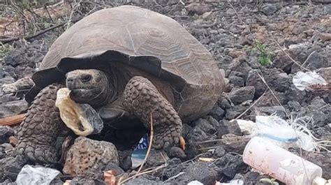 Galápagos qué pasará si las tortugas gigantes siguen comiendo plástico