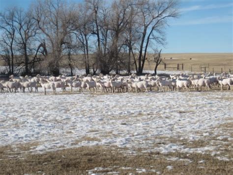 Gumbo Lily Shearing Or Bare Naked Sheep