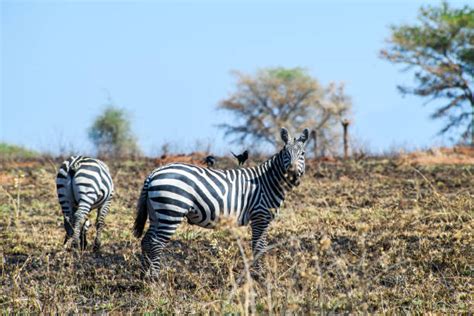 Kidepo Valley National Park - Palemo Tours & Travels