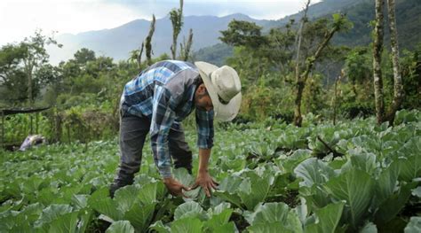 La extensión agrícola para el desarrollo de la SAN SESAN Guatemala