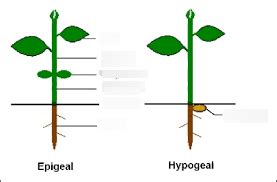 Epigeal Versus Hypogeal Diagram Quizlet