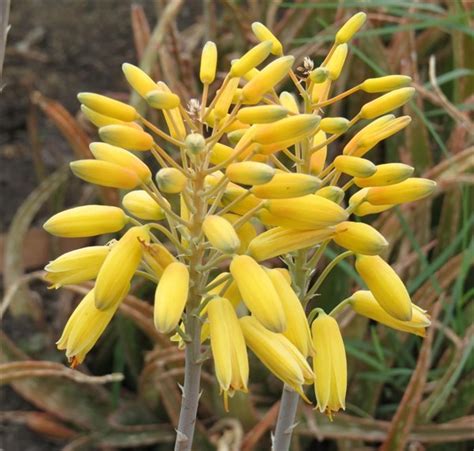 Aloe Lemon Drops 2lt Cnd Nursery