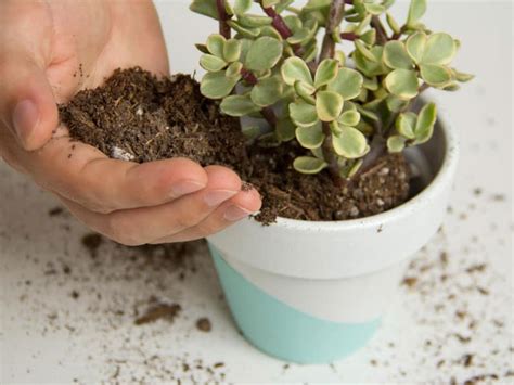 Can You Use Regular Potting Soil For Succulents