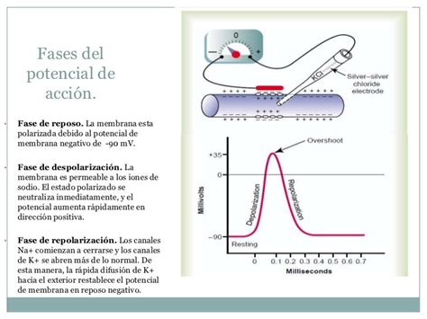 Potenciales De Membrana Y Potenciales De Accion