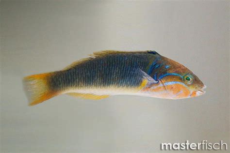 Goldbar Wrasse Thalassoma Hebraicum Masterfisch