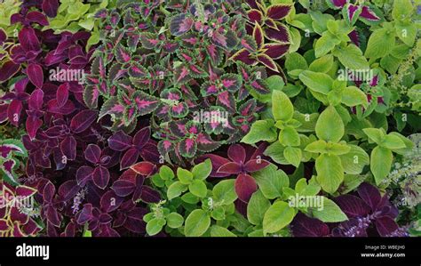 Coleus Blumei Plants In The Garden Stock Photo Alamy