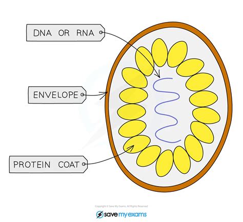 Viruses Cambridge O Level Biology Revision Notes And Diagram 2023