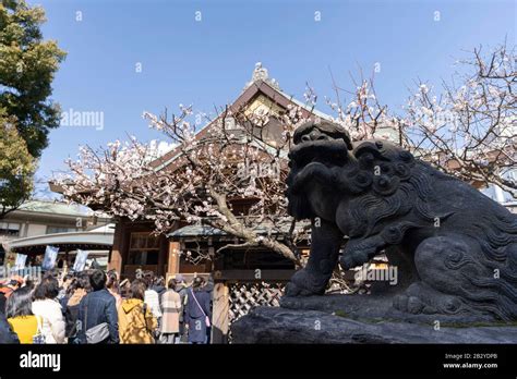 Ume Festival Yushima Tenjin Bunkyo Ku Tokyo Japan Stock Photo Alamy