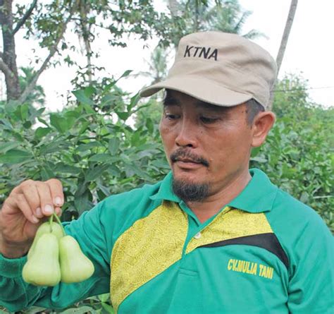 Sunardi Setelah Jambu Deli Melejit Trubus