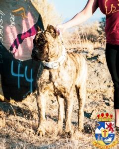 Socalpresa Tsavo De Satan Reverse Brindle Presa Canario Female