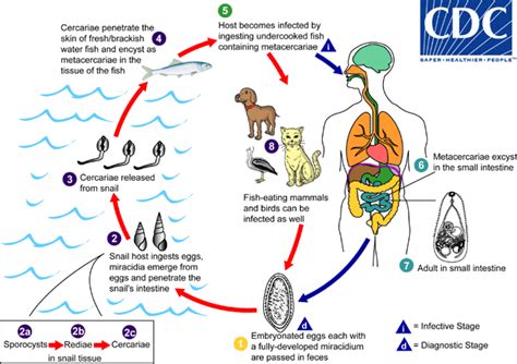 CDC - DPDx - Heterophyiasis