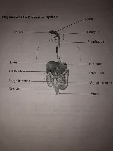 Digestive System Flashcards Quizlet