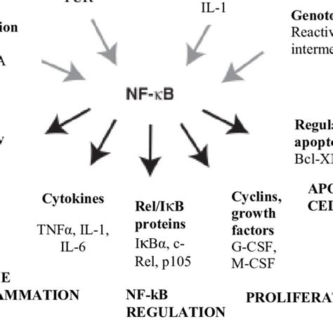 Stimuli And Target Genes Of Nf κb Nf κb Acts As A Central Regulator Of