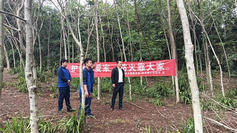 扎实开展森林防灭火，筑牢人民生命财产安全遂溪县人民政府公众网站