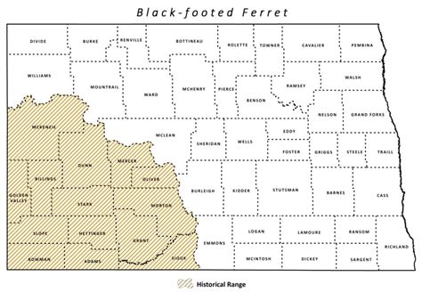 Black-footed Ferret | North Dakota Game and Fish