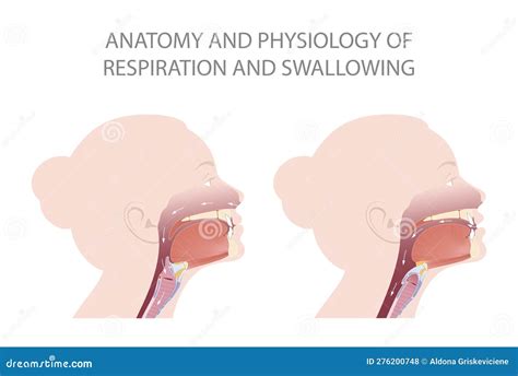 La Posición De La Epiglotis Durante La Respiración Y La Deglución Stock