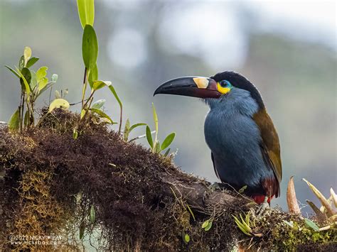 plate billed mountain toucan andigena laminirostris  flickr
