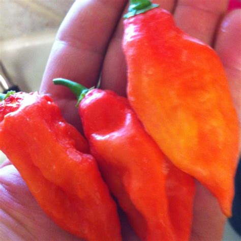 Ghost peppers