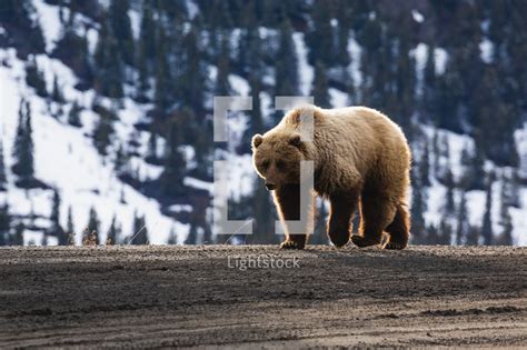 Grizzly bear in alaska — Photo — Lightstock