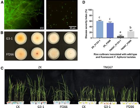 Invasion And Colonization Pattern Of Fusarium Fujikuroi In Rice