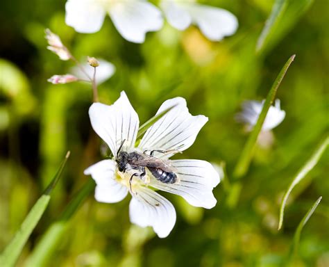 Solitary Ground Bees Catseye Pest Control