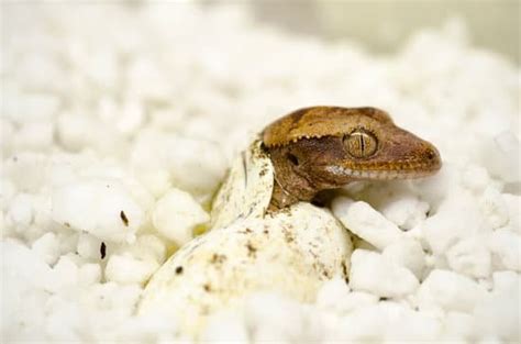 How To Incubate Crested Gecko Eggs 5 Steps And 5 Things Needed