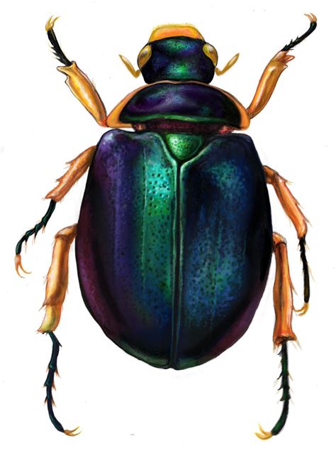 Colorful scarab beetle by wretchedharmony-lina on DeviantArt