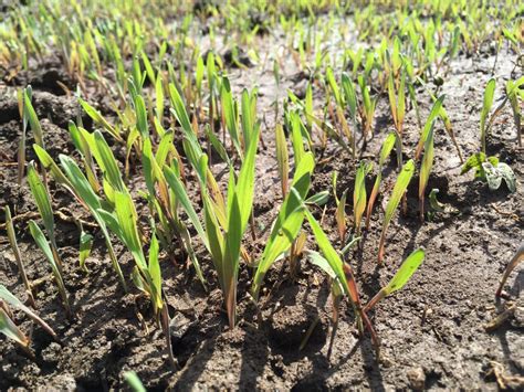 Weed Control Using Cover Crops – Winter Rye | Talking Hocking