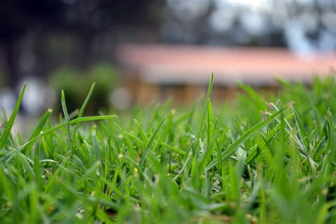 Free Images Landscape Nature Bokeh Plant Field Lawn Meadow