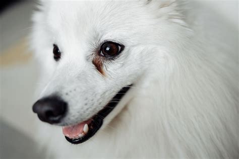 Hund hat tränende Augen das hilft jetzt