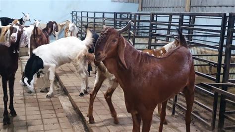 Agwan Goat Farm 400 Kg Se Andul And Khassi Goats YouTube