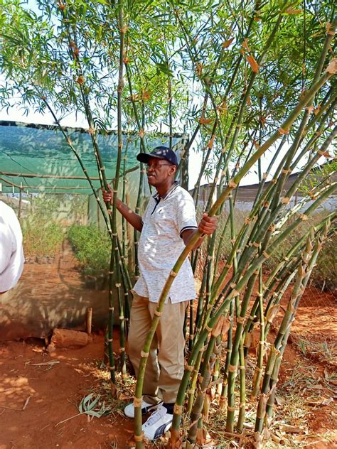 Africa Plantation Capital Bamboo Plantations Kilifi Flickr