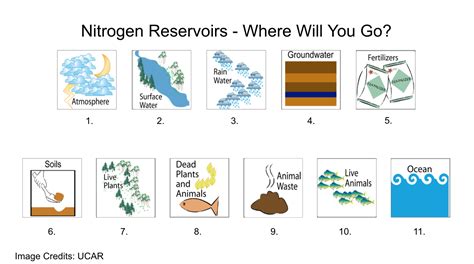 Free Printable Worksheets On Nitrogen Cycle Worksheets Worksheets Library