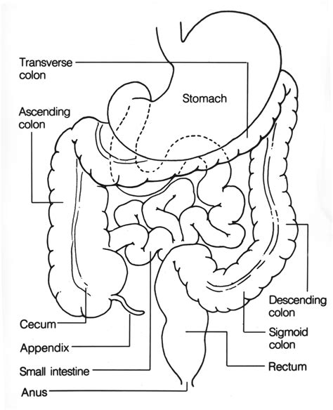 Schematic Overview Of The Colorectum Source U S National Cancer