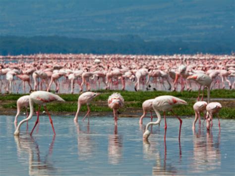 Lake Manyara National Park