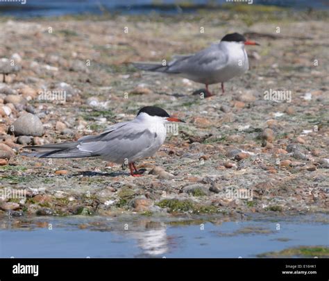 Common Terns (Sterna hirundo) in breeding plumage on a shingle island ...