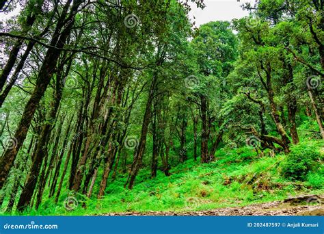 Floresta Tropical Verde Onde árvores Cobertas De Musgo Em Menor