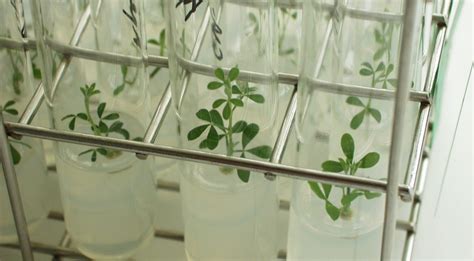 La culture in vitro au service de la qualité des semences et plants