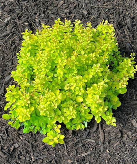 Buy Barberry Shrubs Online Shop Stadler Nurseries