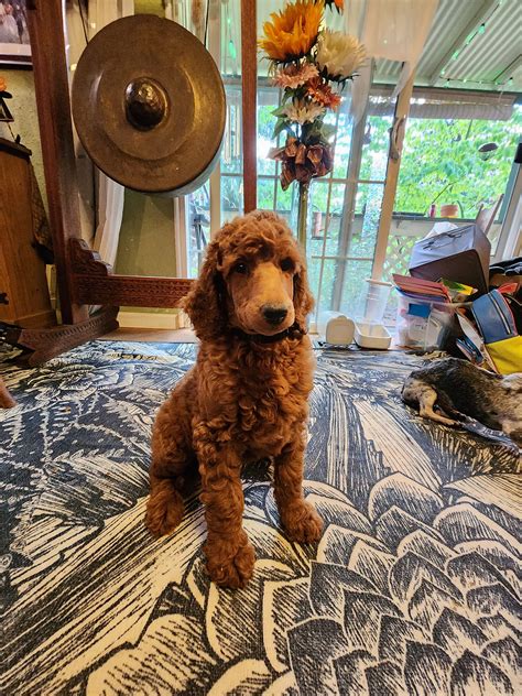 Gingerbred Red Poodles, Dark Red Poodles,Red Standard Poodle Puupies for Sale, Poodle