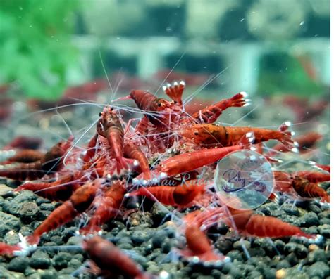 Tép Full Red Aqua Ruby Shrimp