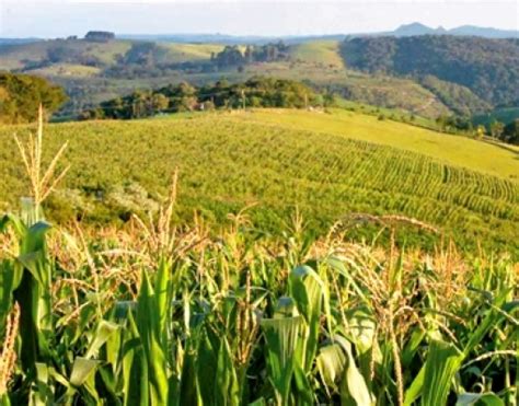 Milho An Lise Agromensal Cepea Esalq Outubro Brasilagro