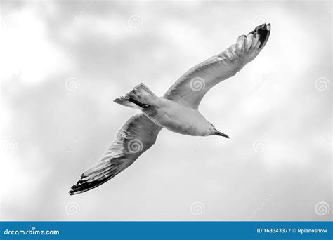 Close Up Of A Seagull Flying With Open Wings Black And White Stock