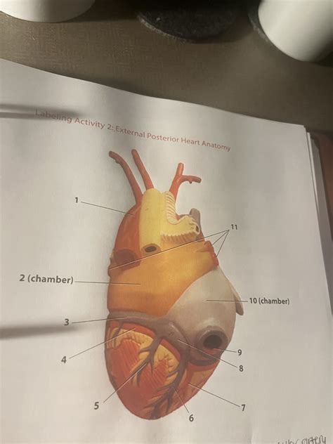 Labeling Activity 2 External Posterior Heart Anatomy Diagram Quizlet